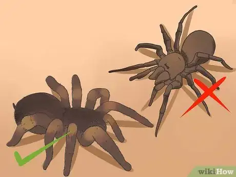 Image titled Identify a Tarantula Spider Step 5