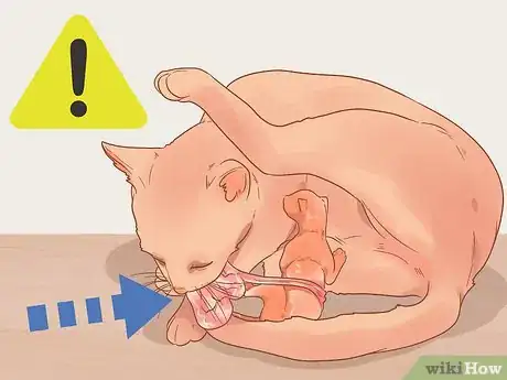 Image titled Take Care of a Mother Cat Before and After Having Kittens Step 10