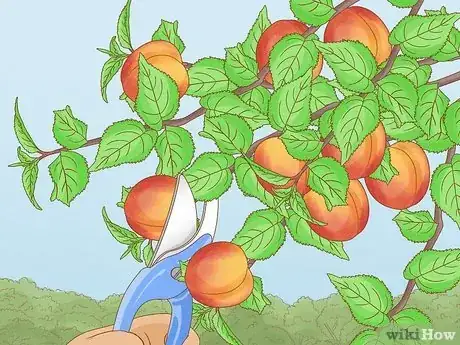 Image titled Grow Apricots Step 15