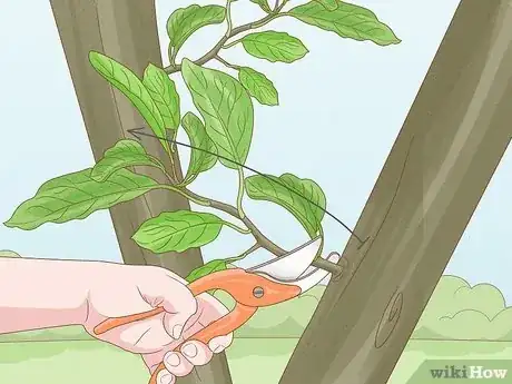 Image titled Prune an Avocado Tree Step 19