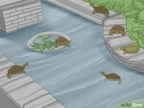 Image titled Breed Turtles Step 3