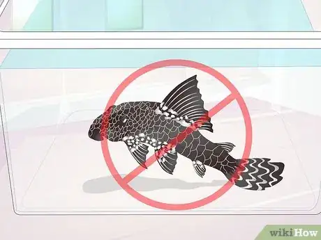 Image titled Set Up a Fish Tank for Plecostomus Catfish Step 11