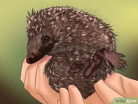 Image titled Care for a Baby Hedgehog Step 9