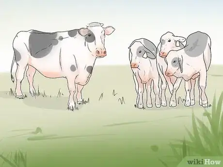 Image titled Tell if a Cow or Heifer Is Pregnant Step 8