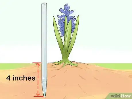 Image titled Prevent Hyacinth Flowers from Flopping Step 6