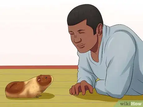 Image titled Pick Up a Guinea Pig Step 1