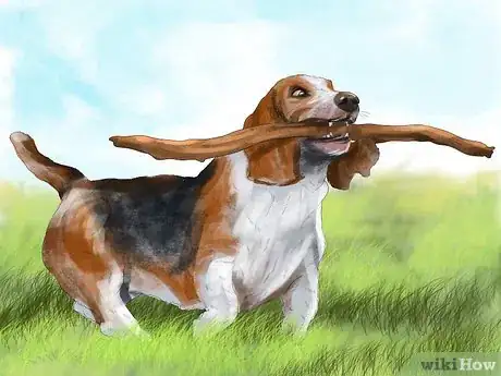 Image titled Identify a Basset Hound Step 11