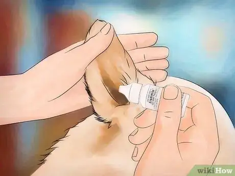 Image titled Get Rid of Mites Step 10