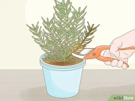 Image titled Grow Rosemary Indoors Step 15