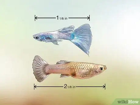 Image titled Identify Male and Female Guppies Step 2