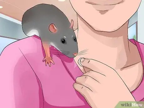 Image titled Shoulder Train a Pet Rat Step 9