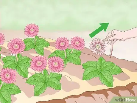 Image titled Grow Gerbera Daisies Step 14