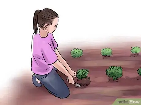 Image titled Grow Peanuts Step 11