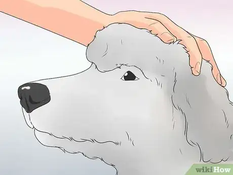 Image titled Train Poodles Step 10