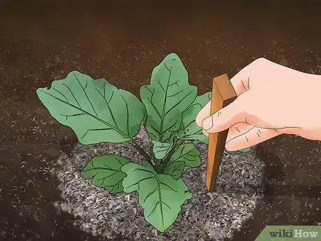 Image titled Grow Eggplant Step 12