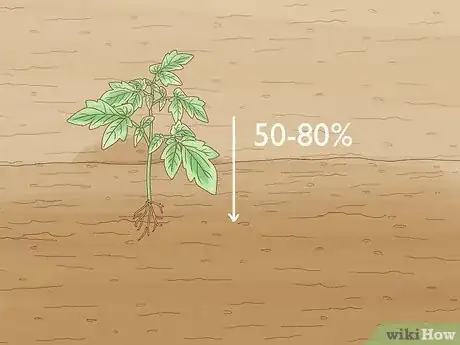 Image titled Grow a Tomato Plant Step 11