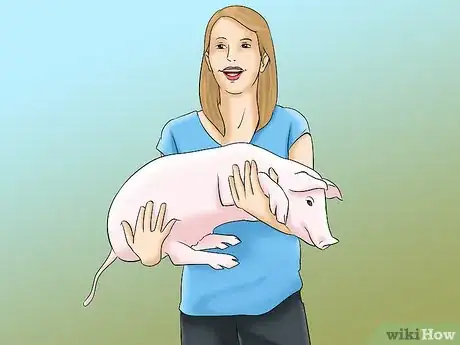 Image titled Show Your Pigs Step 1