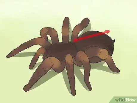 Image titled Identify a Tarantula Spider Step 4