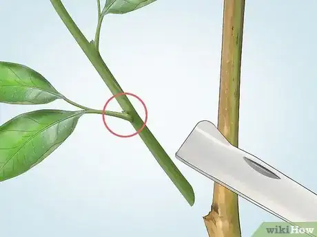 Image titled Do Budding in Plants Step 1