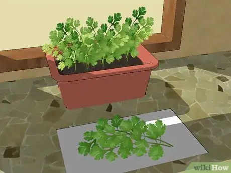 Image titled Grow Cilantro Step 12