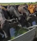 Feed Cattle