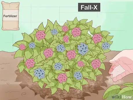 Image titled Prepare Hydrangeas for Winter Step 1