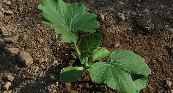 Plant Squash in Hills