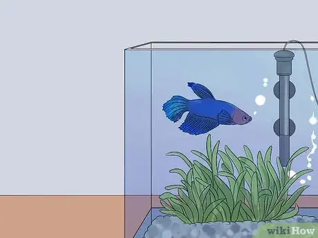 Image titled Help a Betta Fish Live Longer Step 19