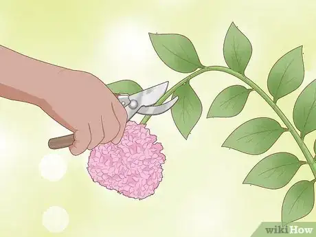 Image titled Prune Limelight Hydrangeas Step 3