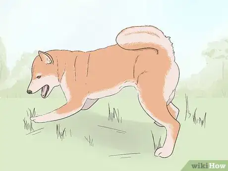 Image titled Identify a Shiba Inu Step 12