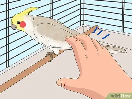 Image titled Treat Injured Cockatiels Step 1