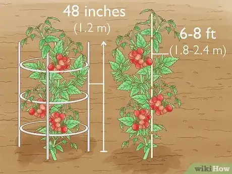 Image titled Grow a Tomato Plant Step 12