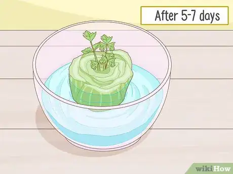 Image titled Grow Celery from a Stalk Step 5