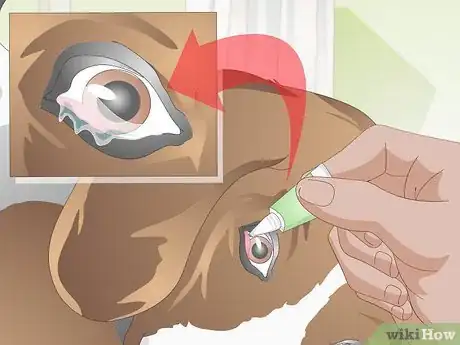 Image titled Treat Ingrown Eyelids in Dogs Step 6