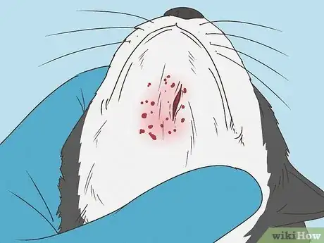 Image titled Treat Feline Acne Step 4