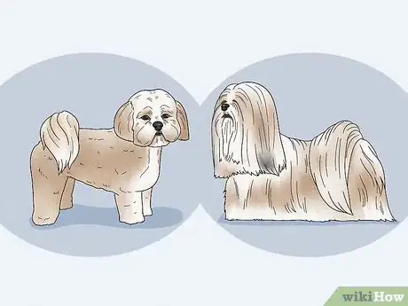 Image titled Identify a Lhasa Apso Step 9