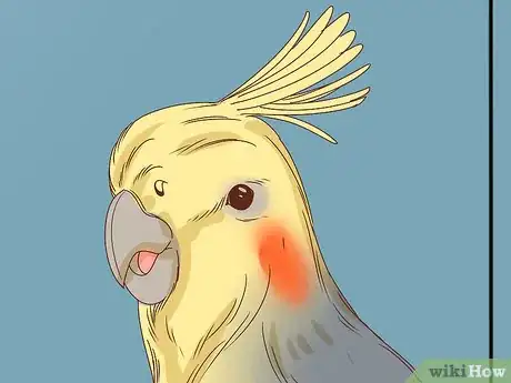 Image titled Buy a Pet Cockatiel Step 7