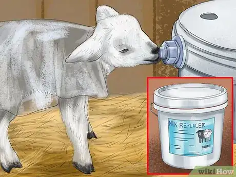 Image titled Bottle Feed a Baby Lamb Step 3