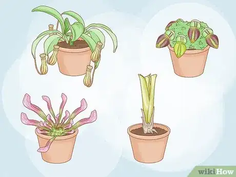 Image titled Grow Pitcher Plants Step 1