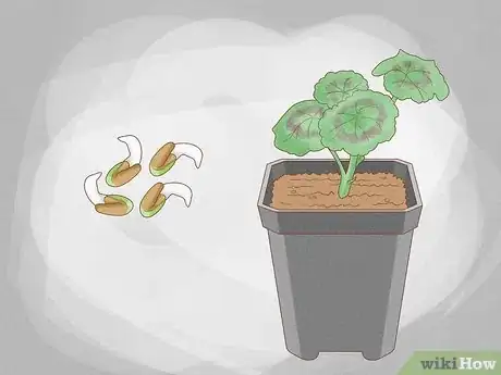 Image titled Grow Geraniums in Pots Step 5