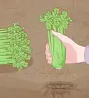 Grow Celery