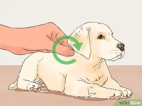 Image titled Give Puppy Shots Step 20