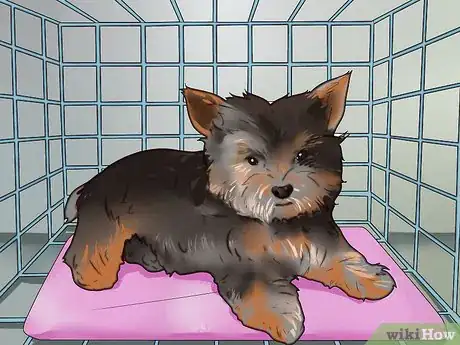 Image titled Train a Yorkie Step 7