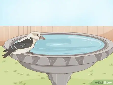 Image titled Attract Kookaburras to Your Garden Step 5