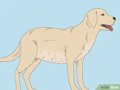 Image titled Tell if a Dog Is Pregnant Step 2