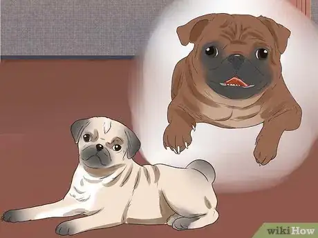 Image titled Breed Pugs Step 12