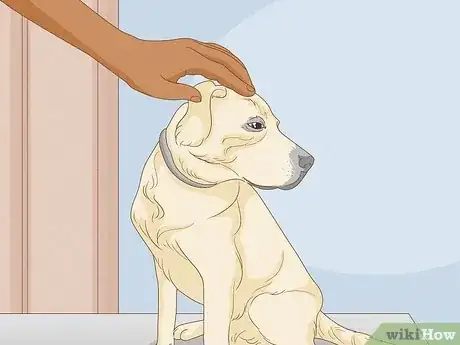 Image titled Select a Labrador Retriever Step 1