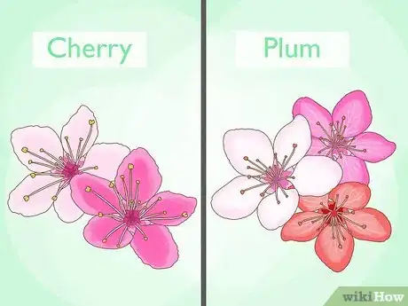 Image titled Tell the Difference Between Plum Blossoms and Cherry Blossoms Step 3