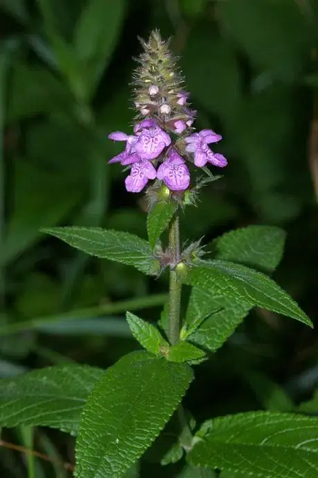 Image titled Stachys_palustris