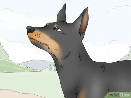 Image titled Identify a Manchester Terrier Step 8